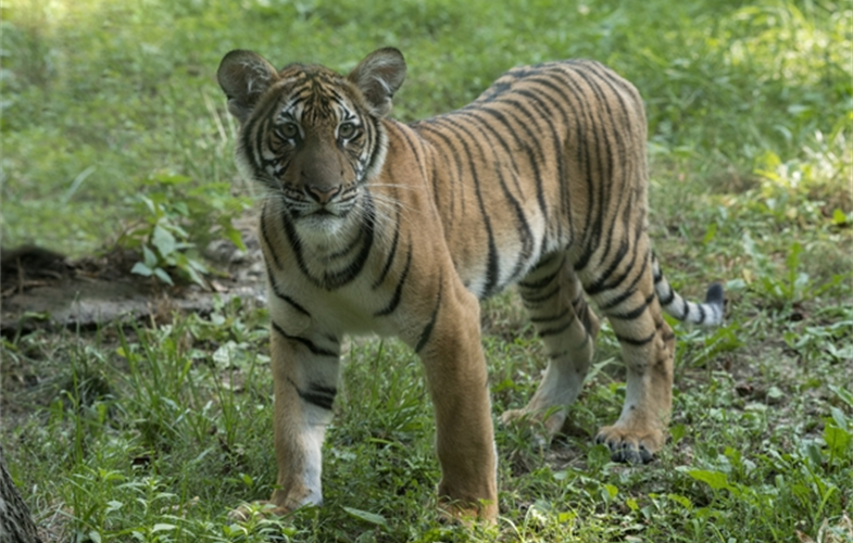 Julie Larsen Maher_4572_Malayan Tiger Cubs_TM_BZ_08 29 16.JPG